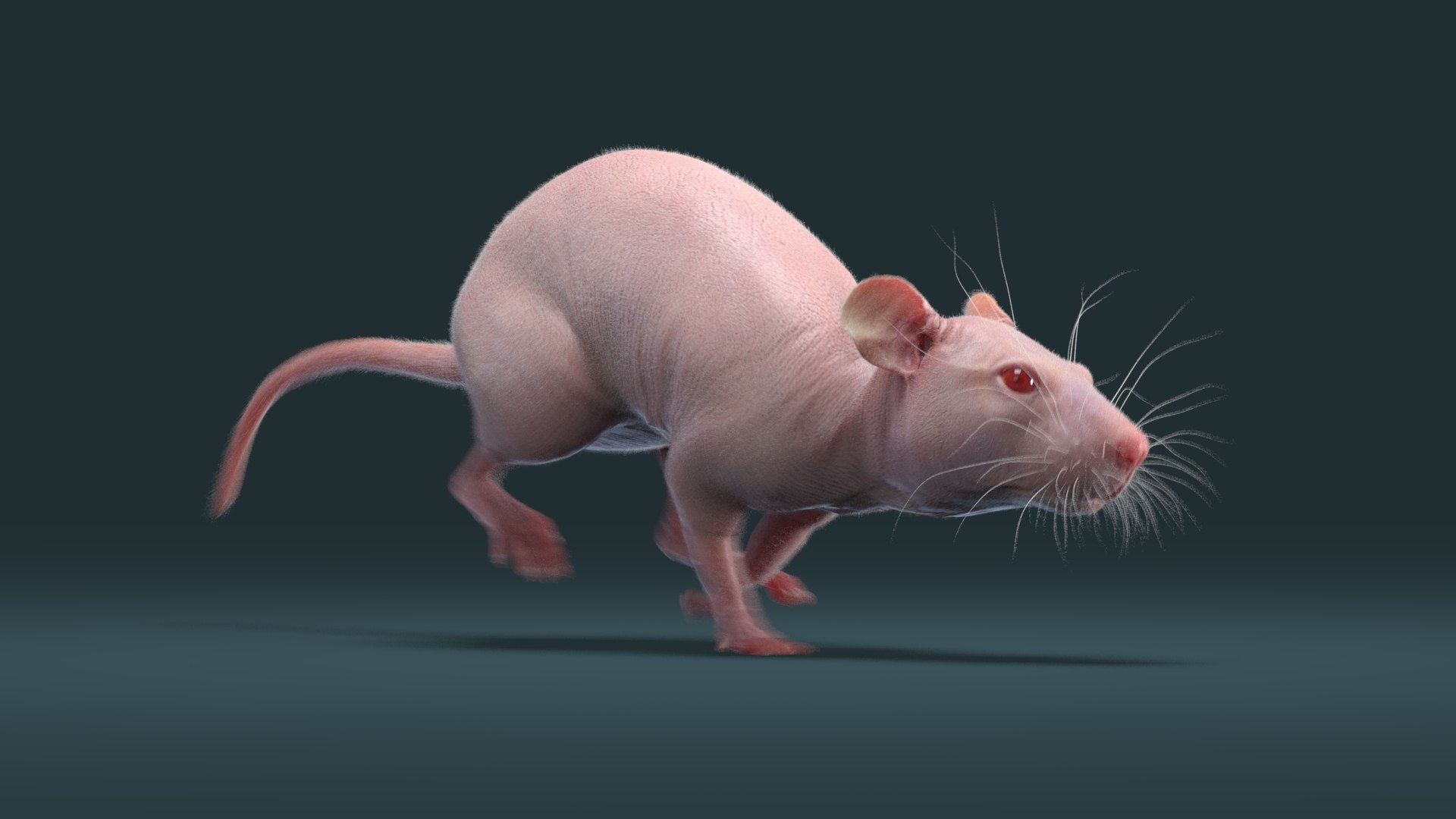 3D model fur white brown https://p.turbosquid.com/ts-thumb/Pj/dz5VDT/q5/rat_hairless_ani_05/jpg/1607965065/1920x1080/fit_q87/a390365e521f9733afe4cb1b17ca783d23a73dd7/rat_hairless_ani_05.jpg