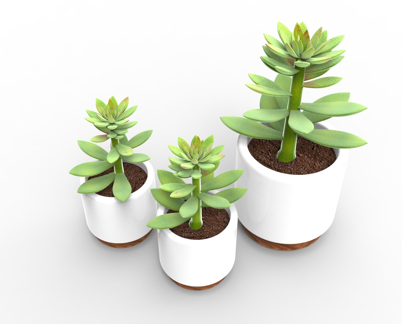 3D Potted Succulent Model - TurboSquid 1203648