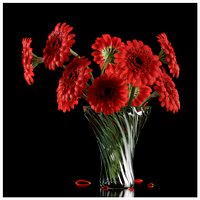 RED GERBERA