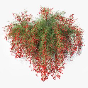 Firecracker Plant 2