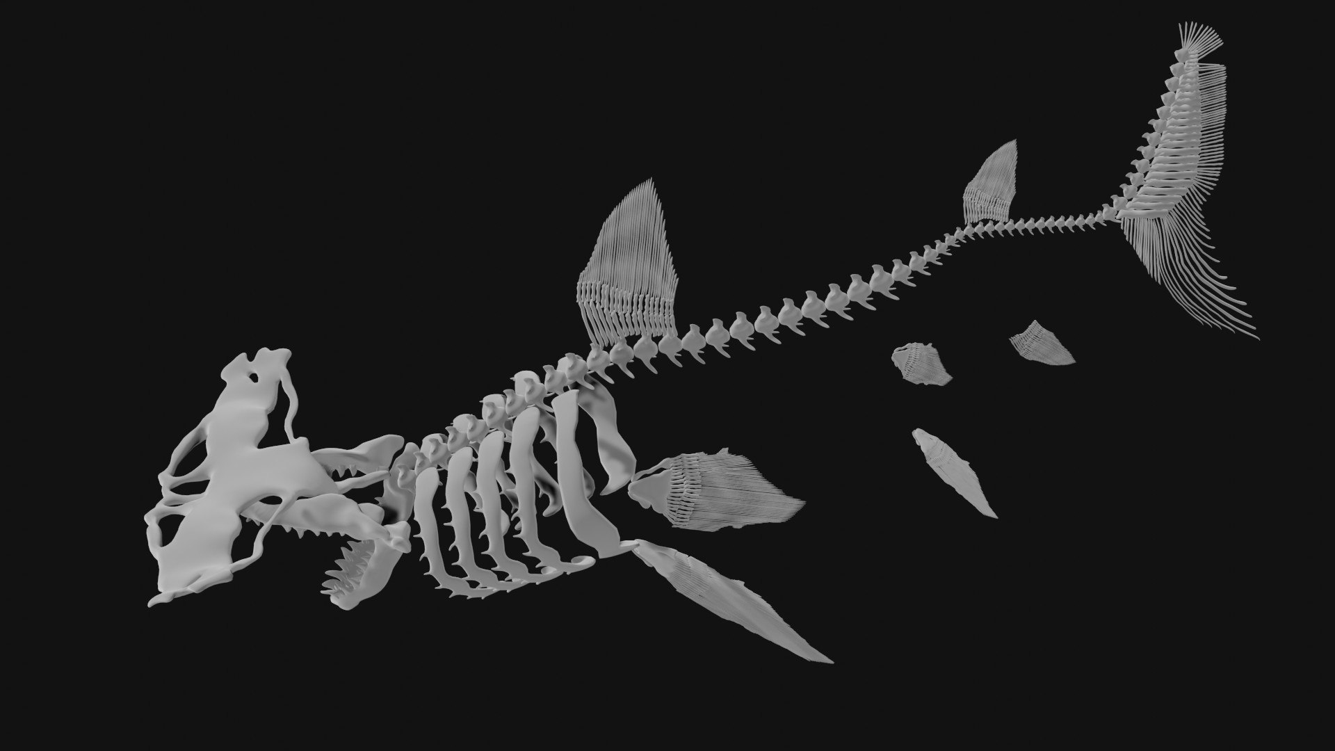 Hammerhead Shark Skeleton 3D Model - TurboSquid 1974975