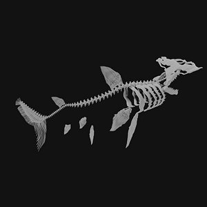 Hammerhead Shark Skeleton