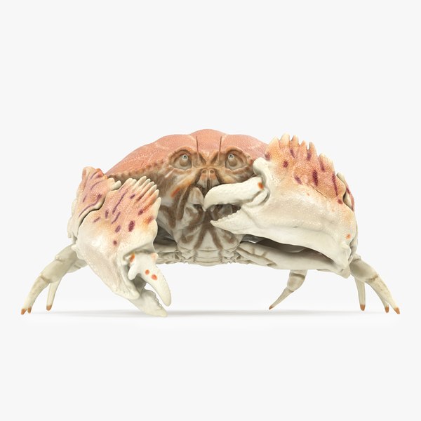 3D Common Box Crab - Animated