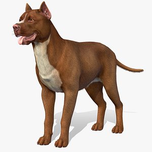 3D Dog - Pitbull