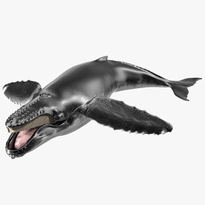 humpback whale pose 5 3d model