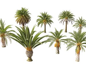 phoenix canariensis - Canary Island date palm 3D