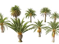 phoenix canariensis - Canary Island date palm