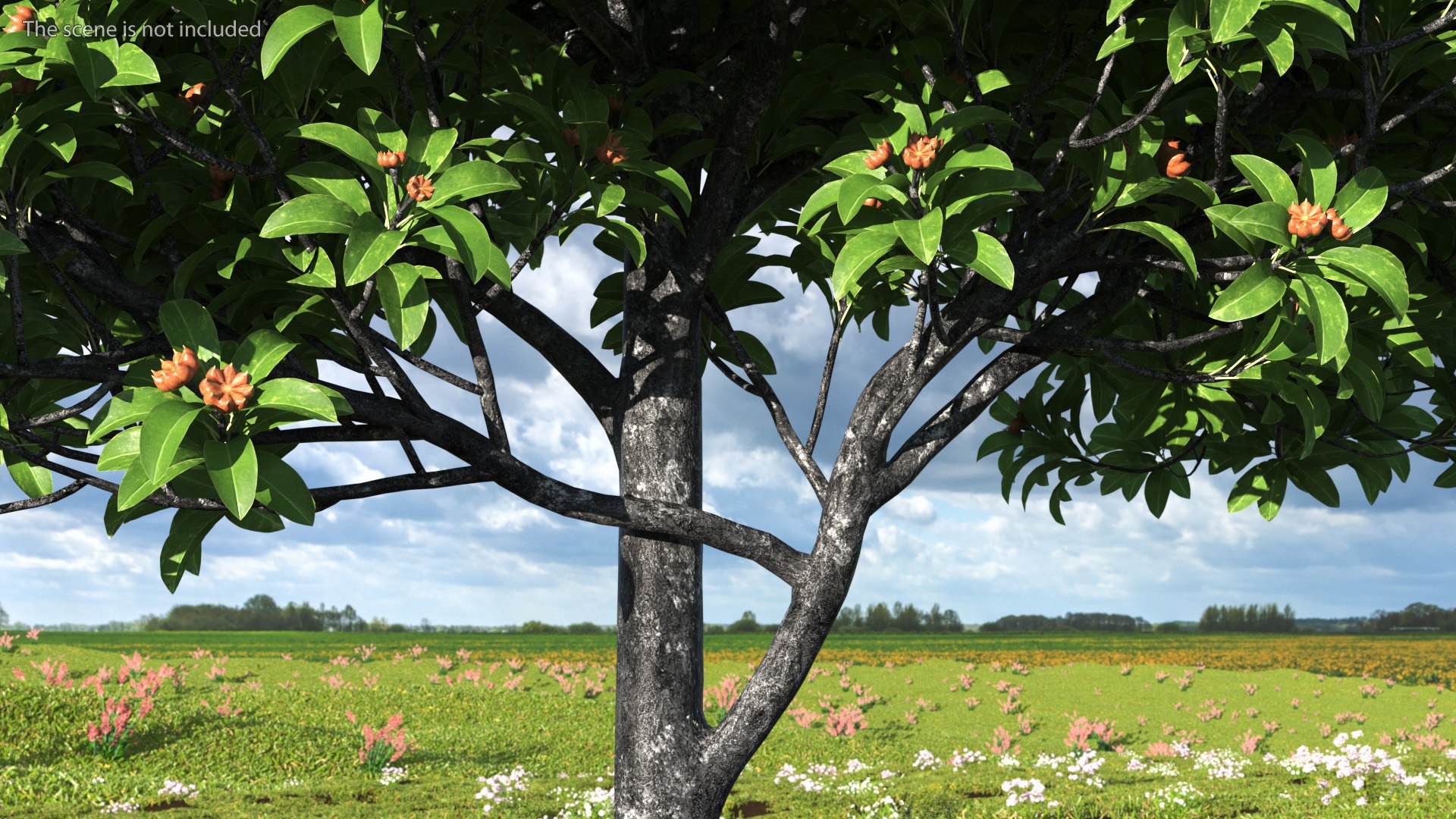 3D Star Anise Tree With Fruits Model - TurboSquid 1993569