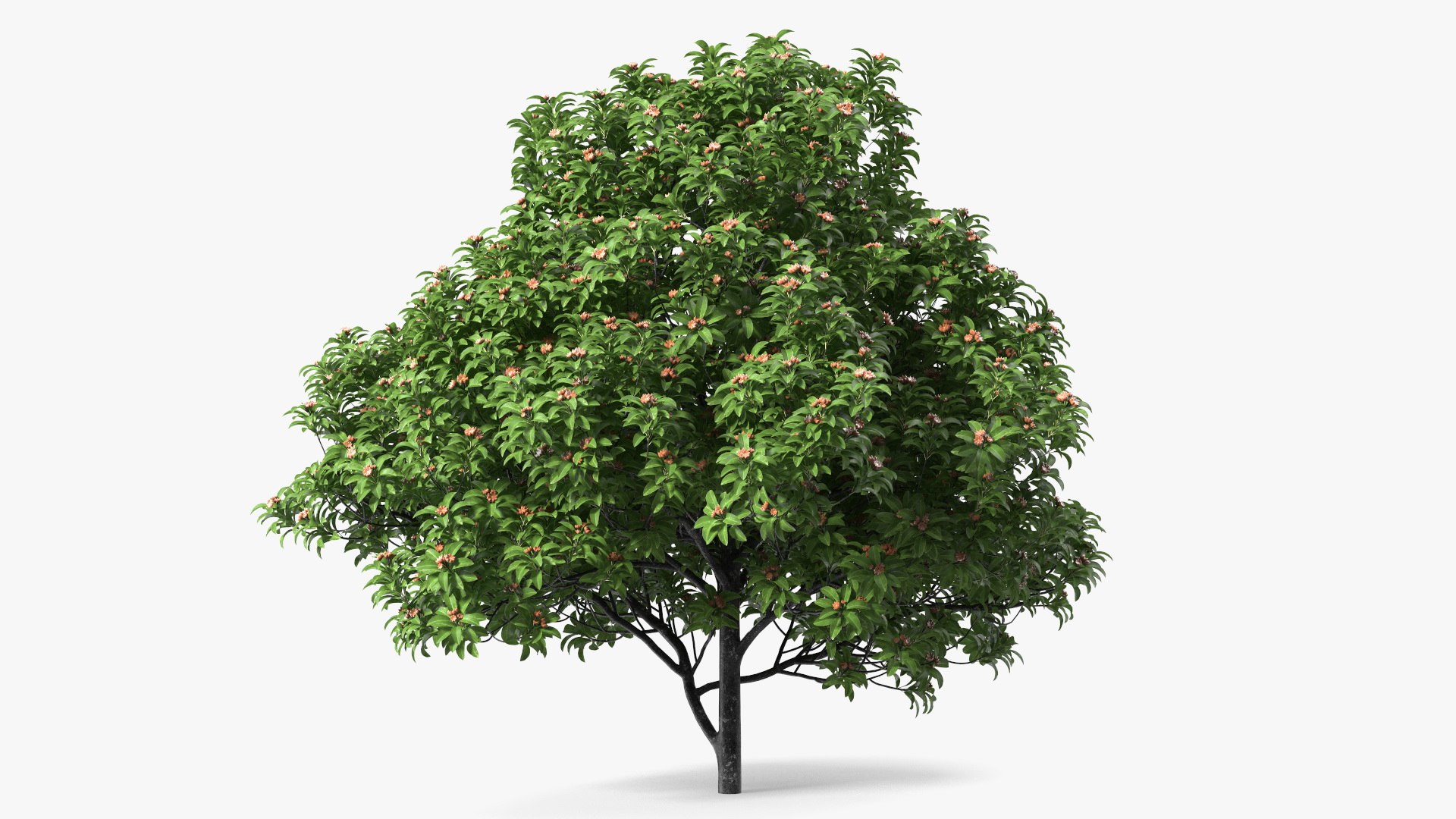 3D Star Anise Tree With Fruits Model - TurboSquid 1993569