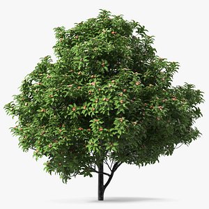 3D Star Anise Tree with Fruits model