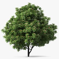 Star Anise Tree with Fruits
