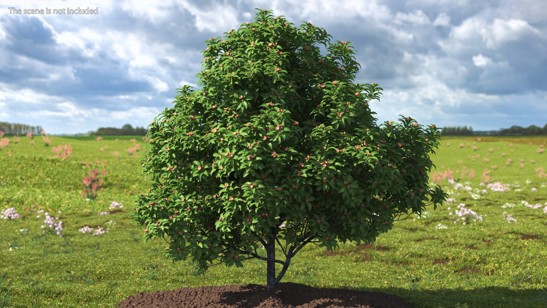 3D Star Anise Tree With Fruits Model - TurboSquid 1993569
