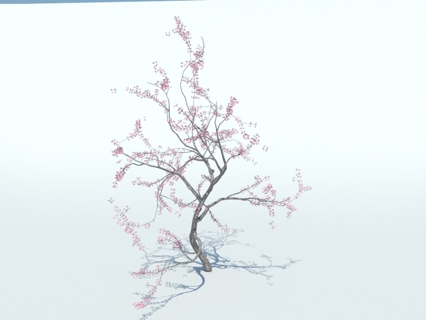 realistic sakura tree 3d model