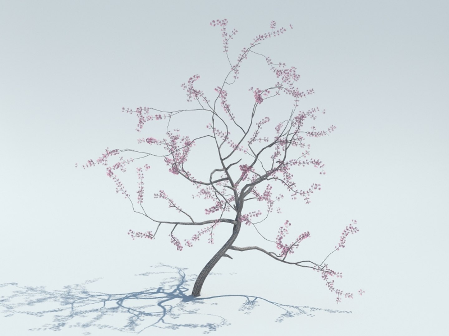 Realistic Sakura Tree 3d Model