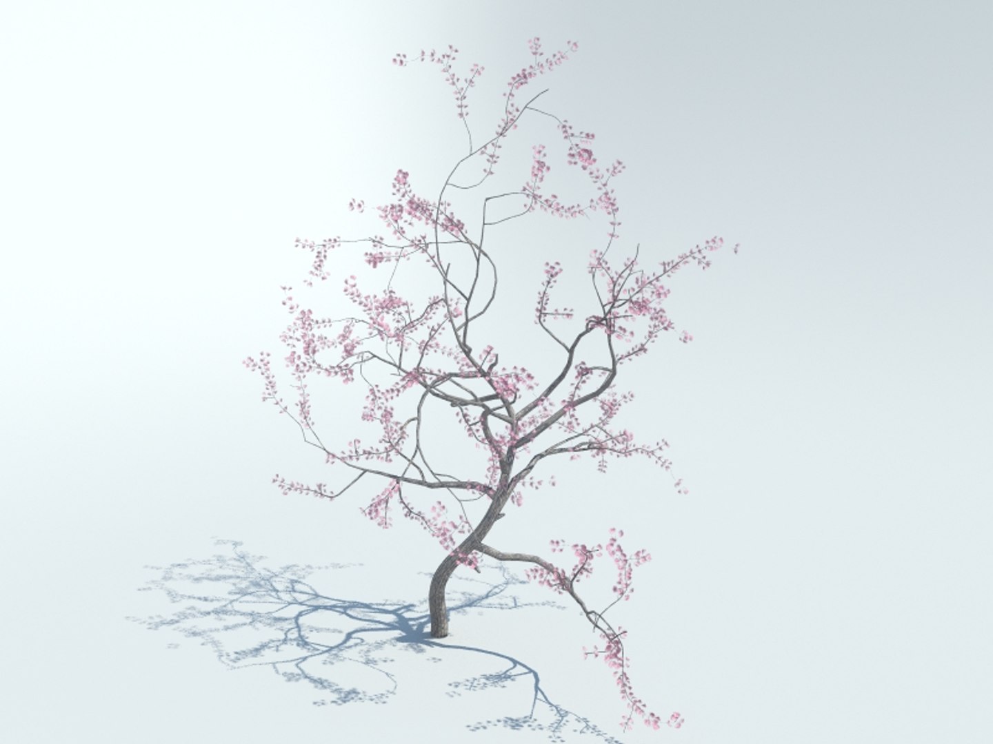 Realistic Sakura Tree 3d Model