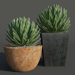agave succulent 3D model