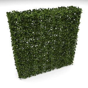 Hedge 1.8m x 1.8m