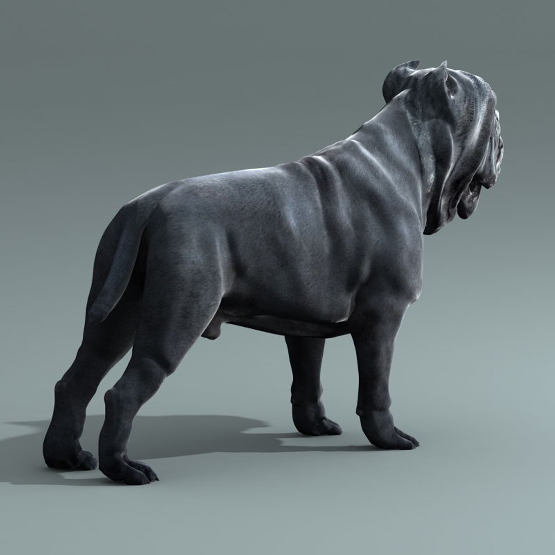 Neapolitan Mastiff 3d Model