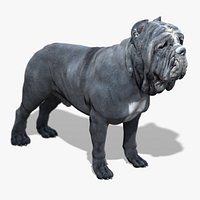 Neapolitan Mastiff
