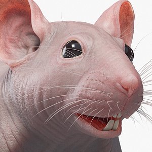 mouse real skin 3D model