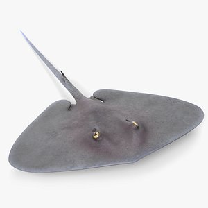 Stingray