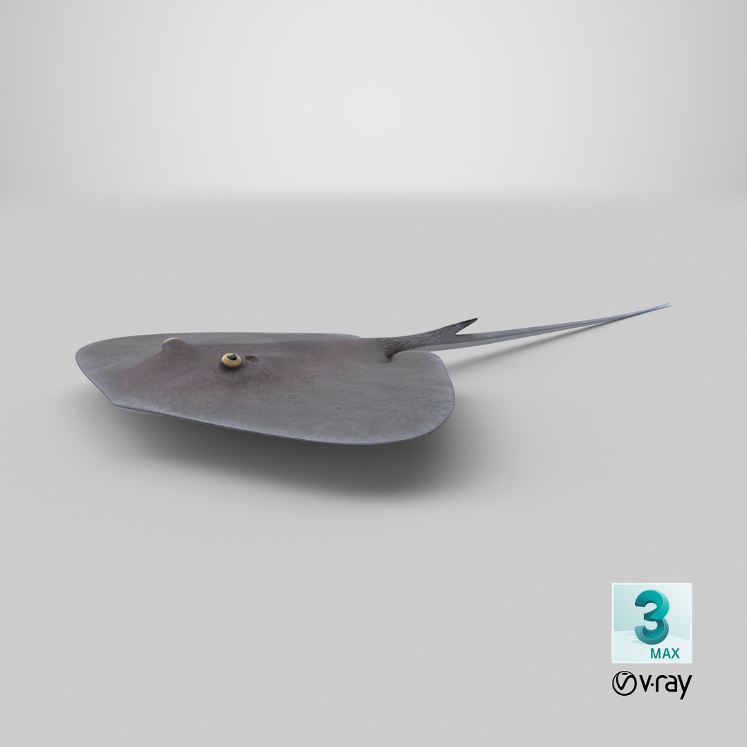 3D Stingray model https://p.turbosquid.com/ts-thumb/Pl/7eMuON/i5/stemcell_max_vray_render/png/1718138755/1920x1080/fit_q87/a299ba1073b5953d3a42c311153c0c3e28c9397e/stemcell_max_vray_render.jpg