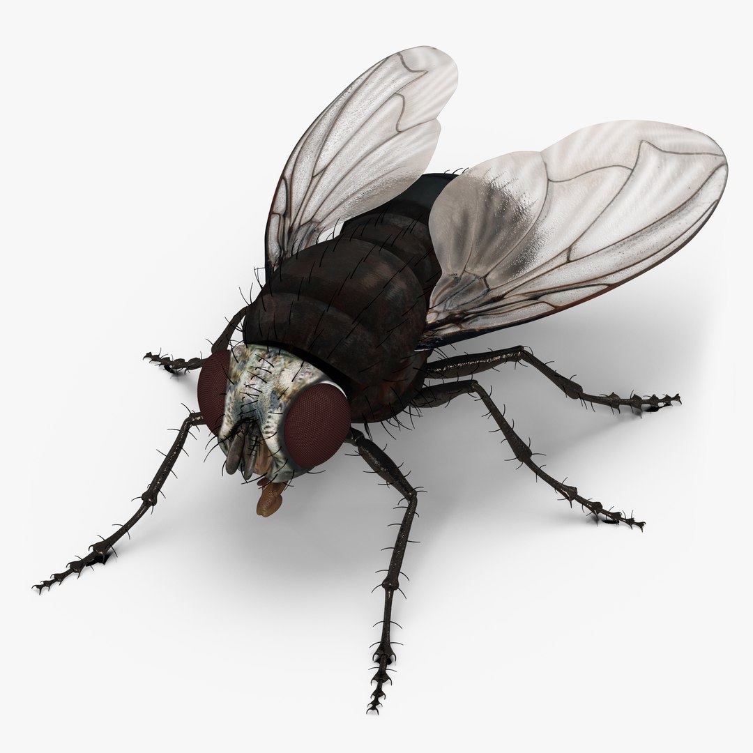 Fly 3D model preview
