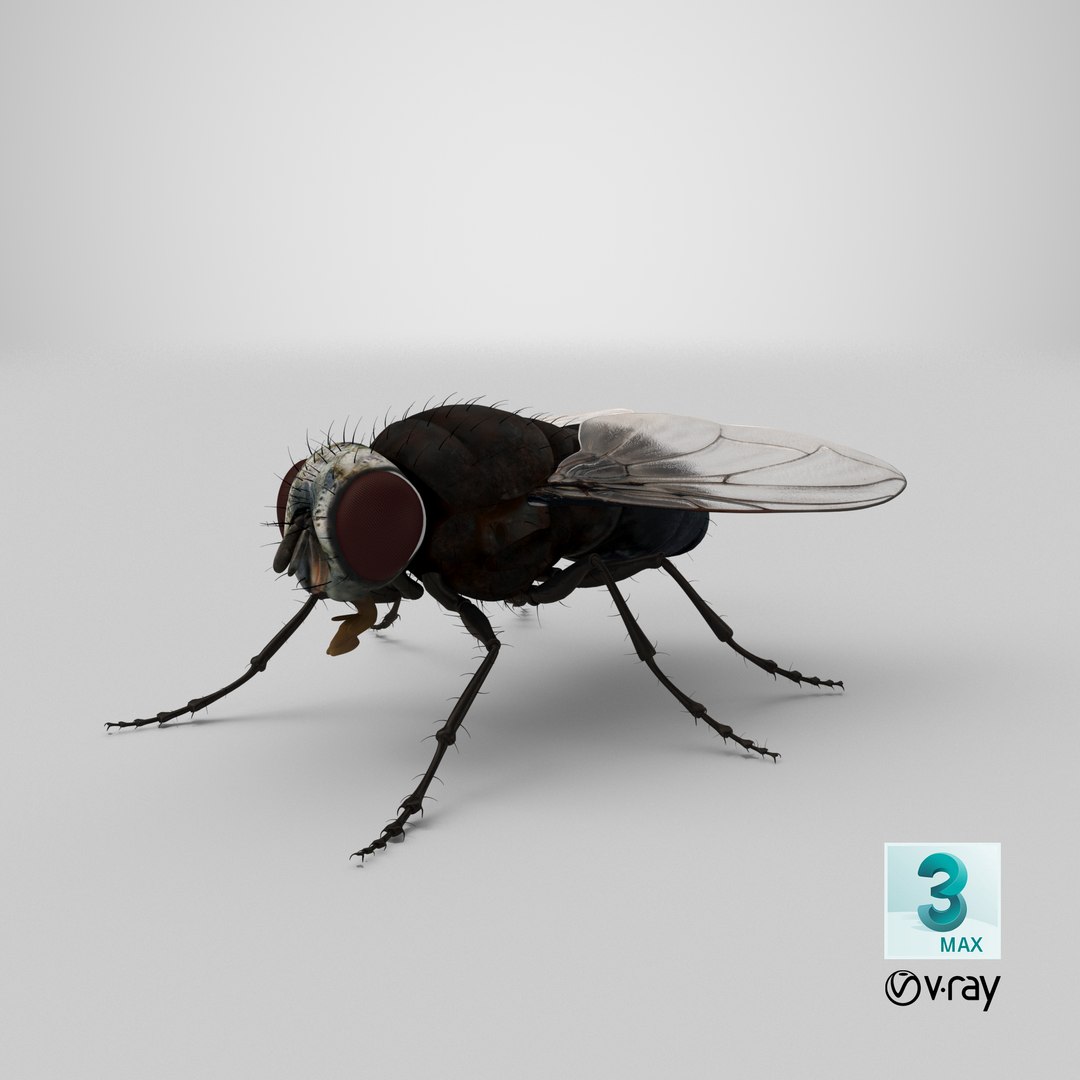 3d fly realistic model