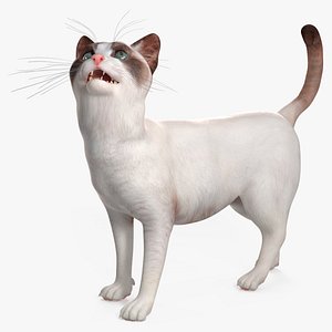 Ragdoll Cat Rigged for Cinema 4D 3D