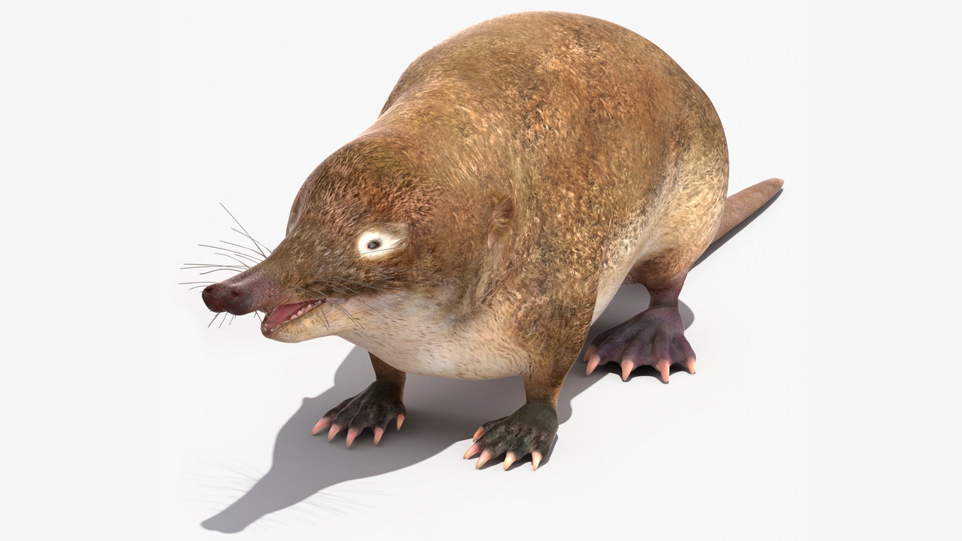 Mole-like Mammal Desman 3D model preview