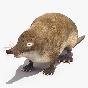 Mole-like Mammal Desman 3D model