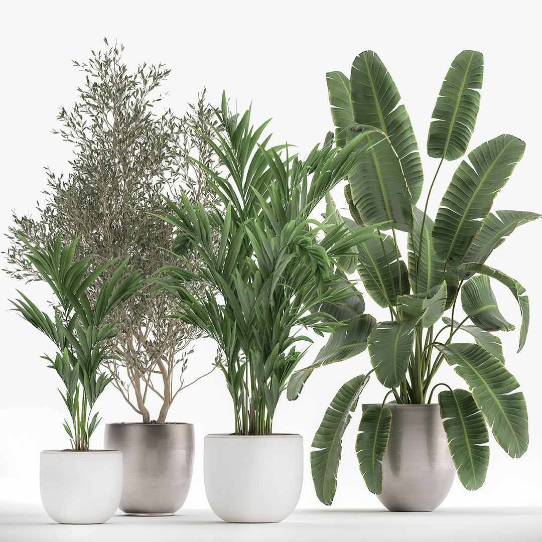 Houseplants In A Flowerpot For The Interior 1034 3D - TurboSquid 1778083