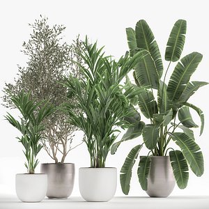 Houseplants in a flowerpot for the interior 1034 3D
