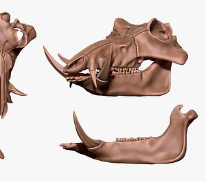 3D Boar Skull - CNC and 3D print model