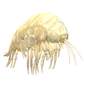 Supergiant amphipod 3D model