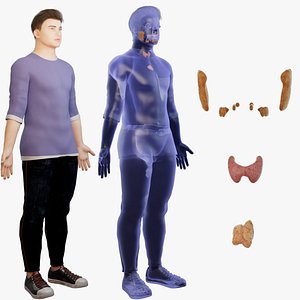 Glands thymus  thyroid gland head glands Human organ model