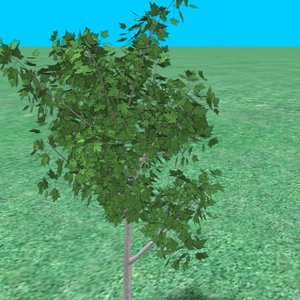 small_maple05