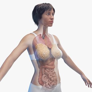 Complete Female Body Anatomy Skin 3D Model - TurboSquid 1611038