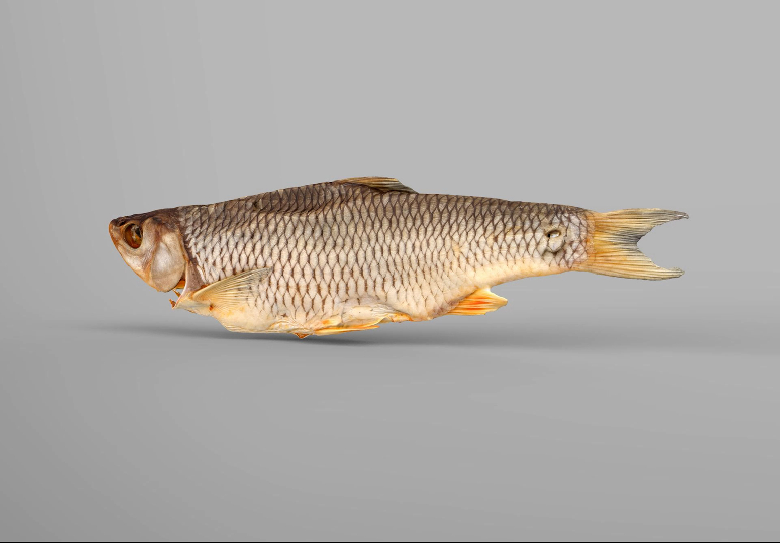 Chub dry fish model https://p.turbosquid.com/ts-thumb/Pm/wQqv8H/YR/hub/jpg/1672783387/1920x1080/turn_fit_q99/e8fb4ee46b68562aa0f1cebe78da1a61152b2dd0/hub-1.jpg