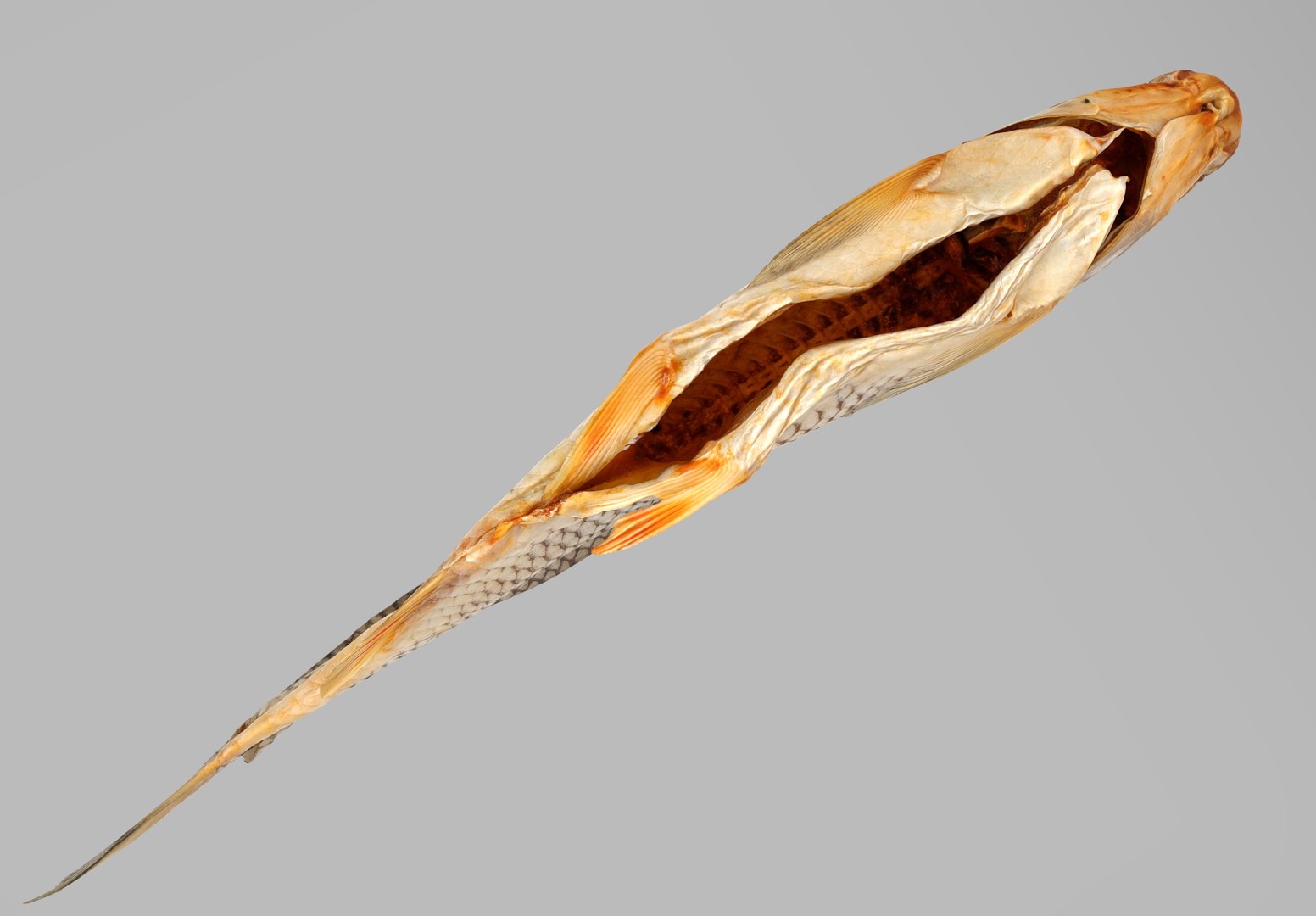 Chub dry fish model https://p.turbosquid.com/ts-thumb/Pm/wQqv8H/eO/untitled_.236538/jpg/1672783064/1920x1080/fit_q87/a2607364413e859268d362dcbdc4e5865cc82961/untitled_.236538.jpg