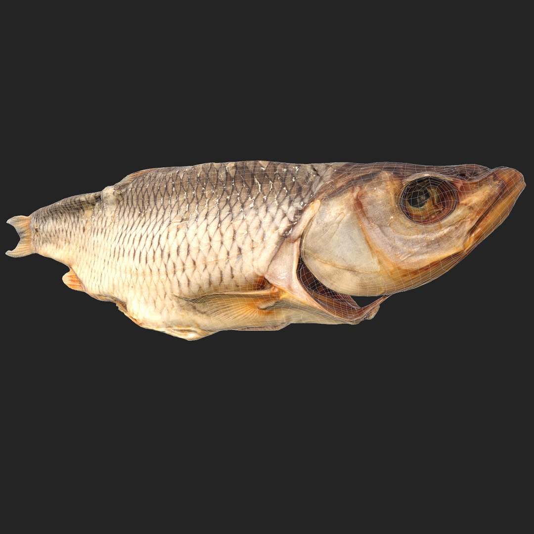 Chub dry fish model https://p.turbosquid.com/ts-thumb/Pm/wQqv8H/xh/fwr/jpg/1672782910/1920x1080/fit_q87/c75b9eeb87f071b53221cbd05a0919dfb2a3b37f/fwr.jpg