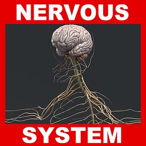 obj human nervous brain