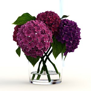 Hydrangea