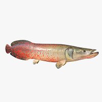 Arapaima
