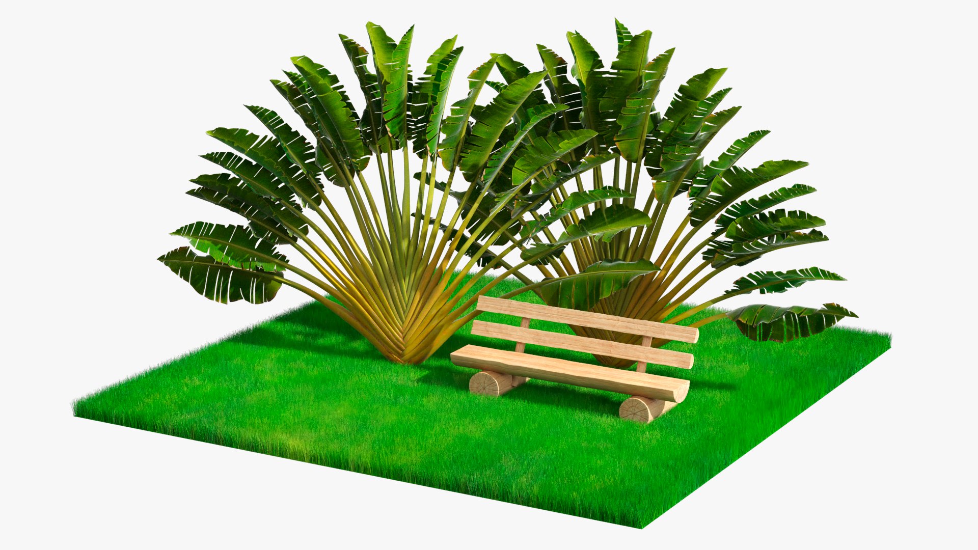 Ravenala Palm with Wooden Bench on Grass Green Fur 3D model preview