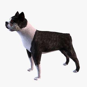 boston terrier 3D model