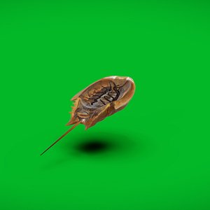 3D Horseshoe Crab