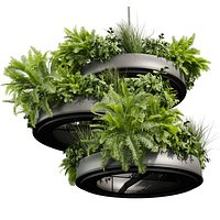 plant vol 908 - Lady Ferns - ampelous - bush - hanging