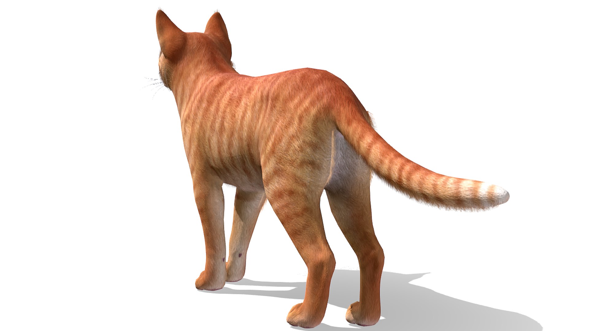 Cats pack 3D model https://p.turbosquid.com/ts-thumb/Pn/Tv9yQ2/RO/r10/png/1678382775/1920x1080/fit_q87/f123600115f30c3c2b0bd48ff723c17ebfa07336/r10.jpg