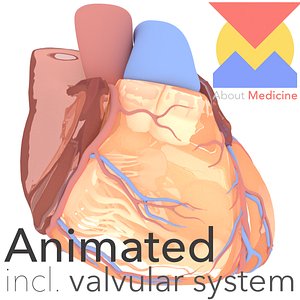 3D model schematic heart fully animations